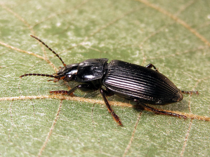 Carabidae: Anisodactylus signatus
